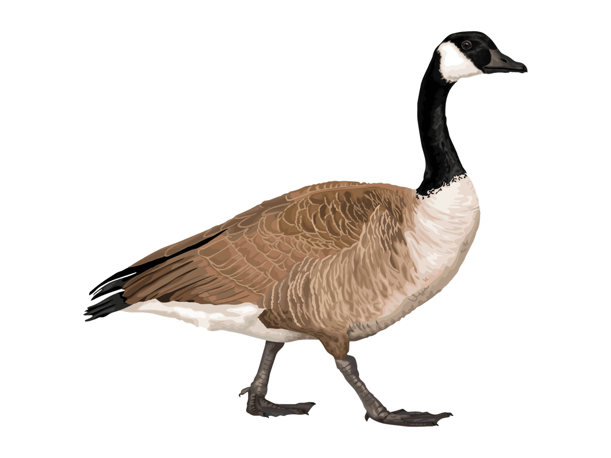 Canada Goose (+ subspecies)